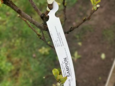 „Saulutė” augins savo sodą „Saulutė” augins savo sodą