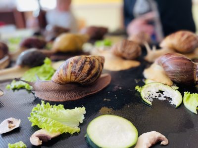 Mūsų įstaigoje apsilankė afrikinės sraigės