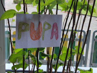 „Pabiručių” pupos istorija