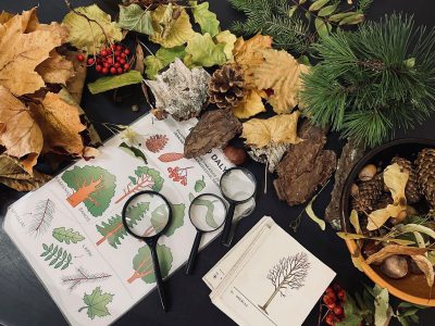 Ar kaštonas – medžio sėkla?