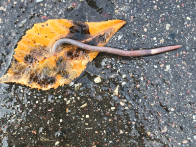 Gamta vaiko akimis Gamta vaiko akimis