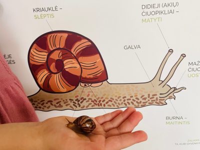 Ta, kuri gyvena kriauklėje