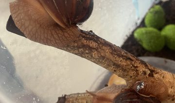 STEAM veikla. Sraigių atradimai: tyrinėjame, kuriame, mokomės!