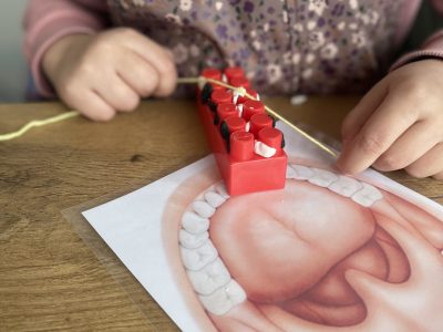 STEAM būrelio veikla: mūsų dantys